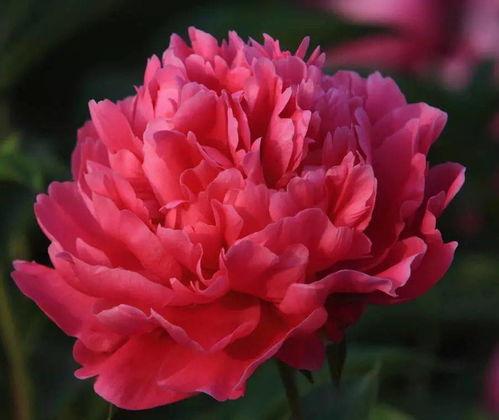 国产芍药图鉴大全视频观看,色彩斑斓的芍药花世界