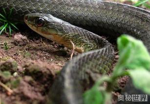 新手不能养国产蛇吗视频,国产蛇真的不适合初学者吗？